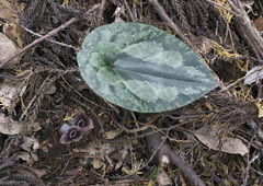 Asarum curvistigma