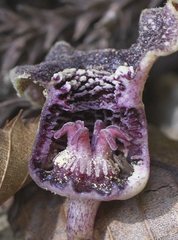 Asarum curvistigma