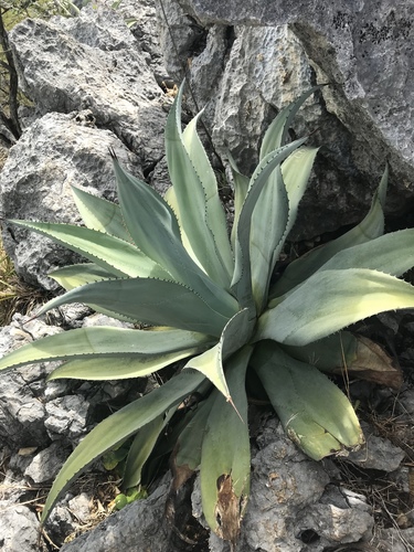 Agave wercklei
