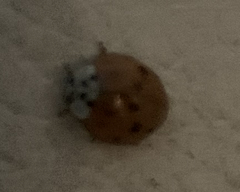 Harmonia axyridis