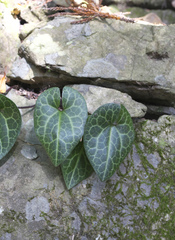 Asarum curvistigma