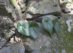 Asarum curvistigma