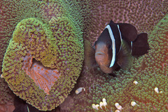 Amphiprion tricinctus