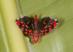 Ladoffa dependens
