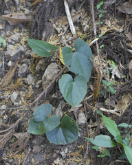 Asarum curvistigma