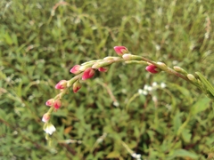 Persicaria pubescens