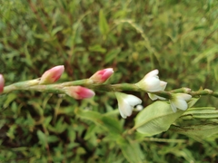 Persicaria pubescens