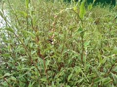 Persicaria pubescens