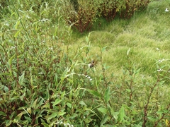 Persicaria pubescens