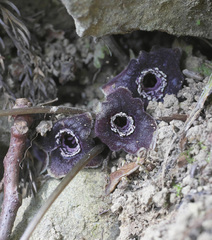 Asarum curvistigma