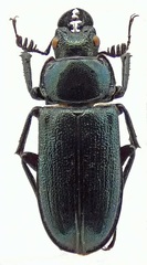 Platycerus primigenius
