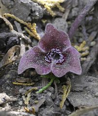 Asarum curvistigma