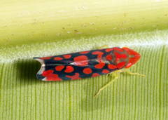 Ladoffa dependens