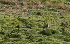 Muscisaxicola alpinus