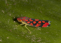 Ladoffa dependens