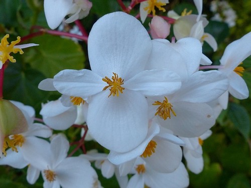 Begonia minor