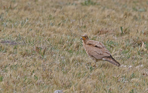 Carunculated Caracara (Daptrius carunculatus), photo 9