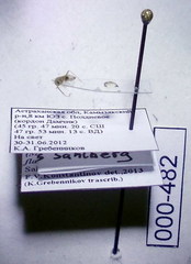 Orthotylus flavosparsus