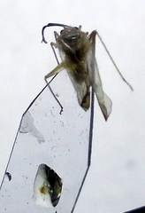 Orthotylus flavosparsus