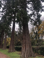 Sequoioideae
