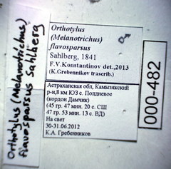 Orthotylus flavosparsus