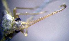 Orthotylus flavosparsus