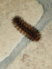 Hypercompe trinitatis