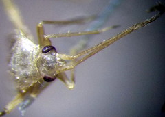 Orthotylus flavosparsus