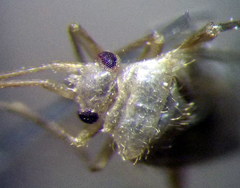 Orthotylus flavosparsus