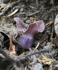 Asarum curvistigma