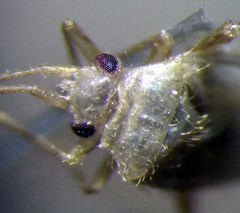 Orthotylus flavosparsus