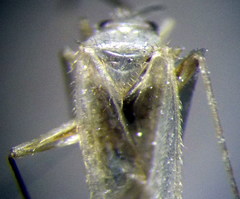 Orthotylus flavosparsus
