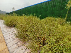 Persicaria pubescens