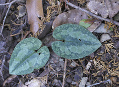 Asarum curvistigma