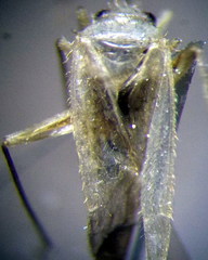 Orthotylus flavosparsus