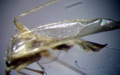 Orthotylus flavosparsus