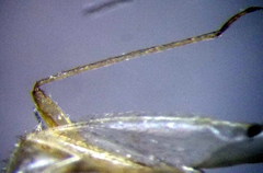 Orthotylus flavosparsus