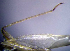 Orthotylus flavosparsus