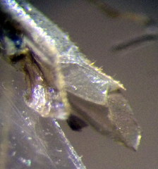 Orthotylus flavosparsus