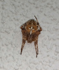 Araneus diadematus