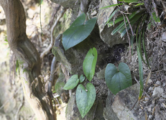Asarum curvistigma