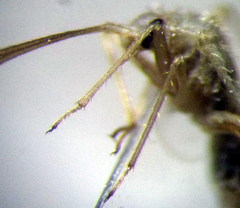 Orthotylus flavosparsus