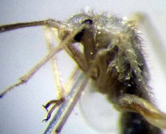 Orthotylus flavosparsus