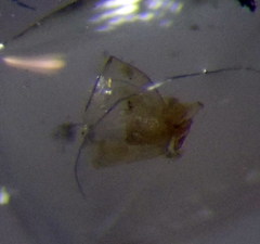 Orthotylus flavosparsus