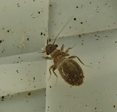 Lepinotus reticulatus