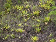 Furcraea foetida