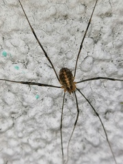 Opilio canestrinii