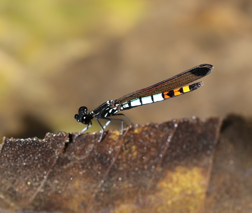 Libellago xanthocyana