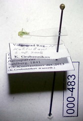 Orthotylus flavosparsus