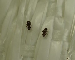Lepinotus reticulatus